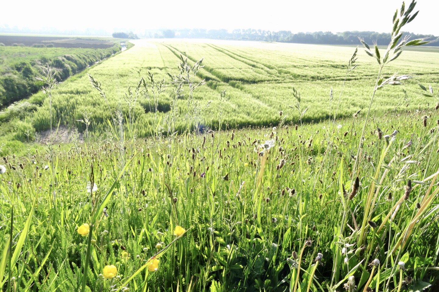 Lees meer over het artikel Landjuweel