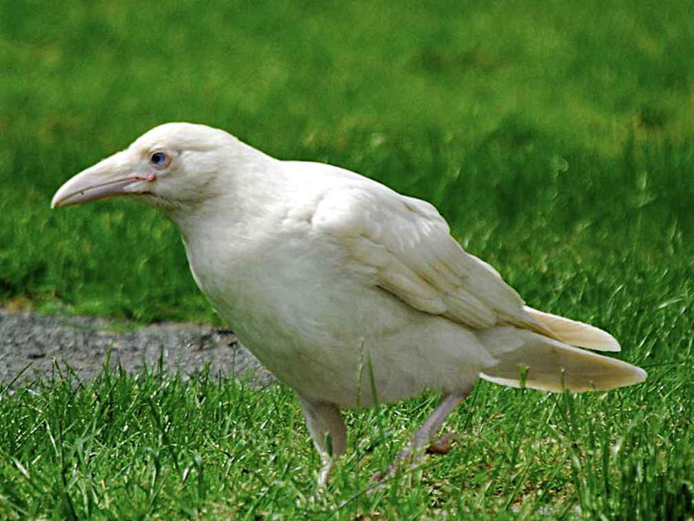 Lees meer over het artikel De witte raaf